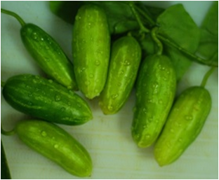 Ivy gourd, immature fruit, raw