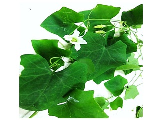 Ivy gourd lvs