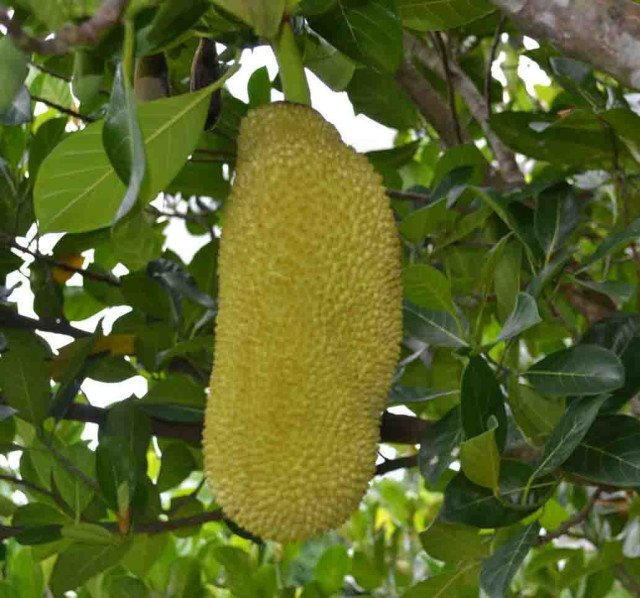 Jackfruit fruit, unripe