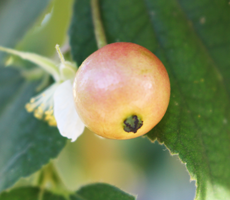 Jamaica cherry