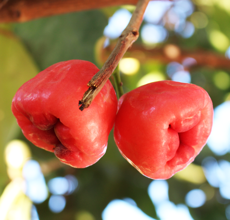 Java apple