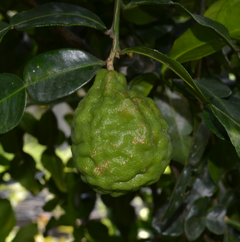 Kaffir lime