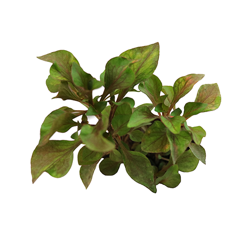 Kutcharitas lvs, green