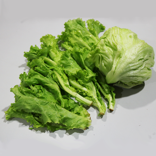 Lettuce lvs & petioles