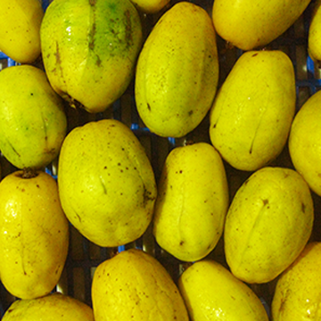 Libas fruit, ripe