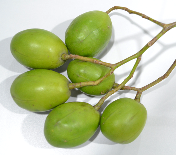 Libas fruit, unripe
