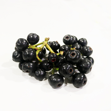 Lipoti