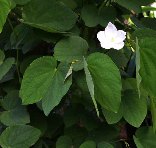 Malabar bauhinia lvs