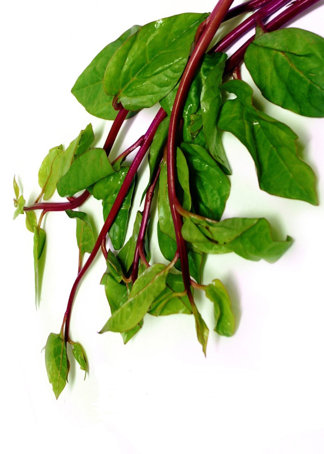 Malabar nightshade lvs