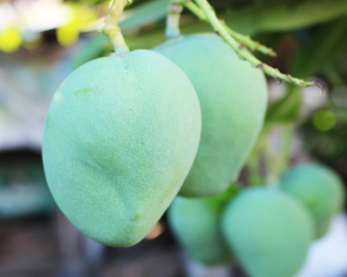 Mango, Indian, unripe