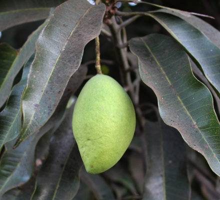 Mango, Manila super, unripe
