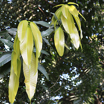 Mango, young lvs