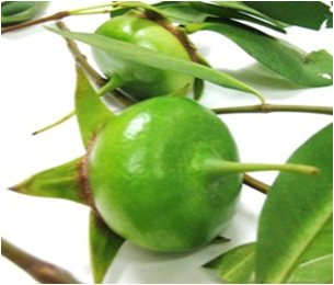 Mangrove apple, raw