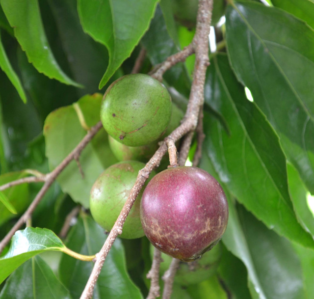 Many-spiked flacourtia