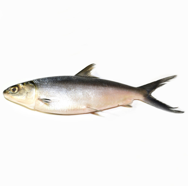 Milkfish