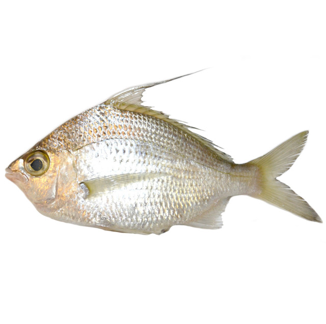 Mojarra, whipfin