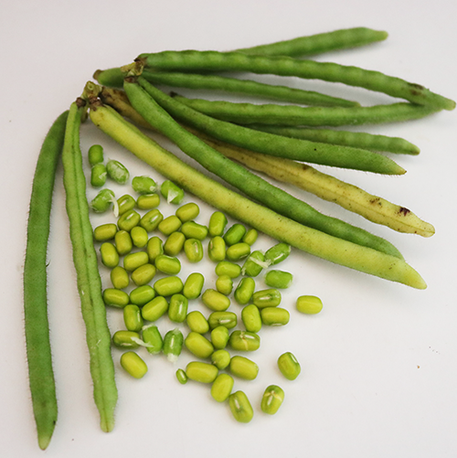 Mung bean seed, fresh