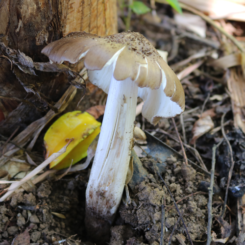 Mushroom, fresh