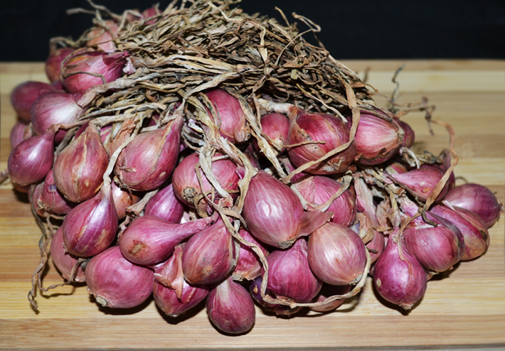 Onion, garden shallot bulb