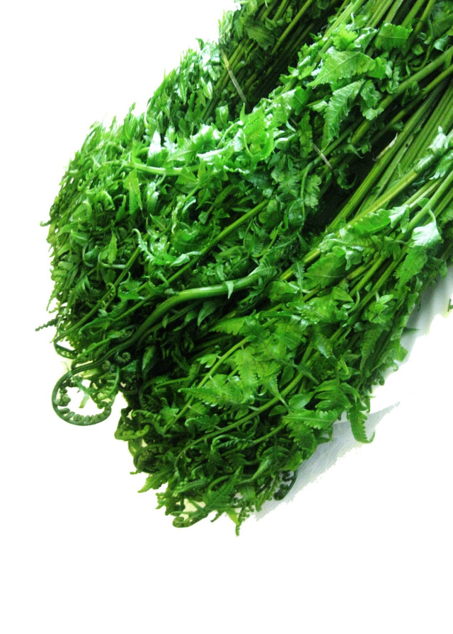 Pako fern lvs