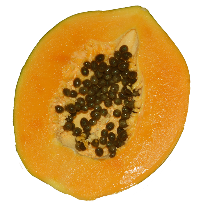 Papaya fruit, ripe