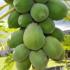 Papaya fruit, unripe