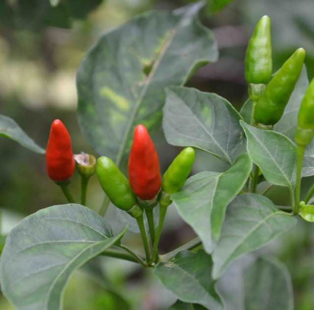 Pepper, chili fruit