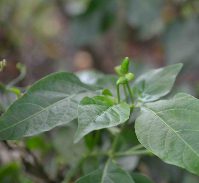 Pepper, chili lvs