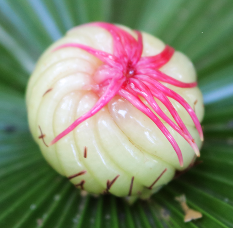 Philippine dillenia