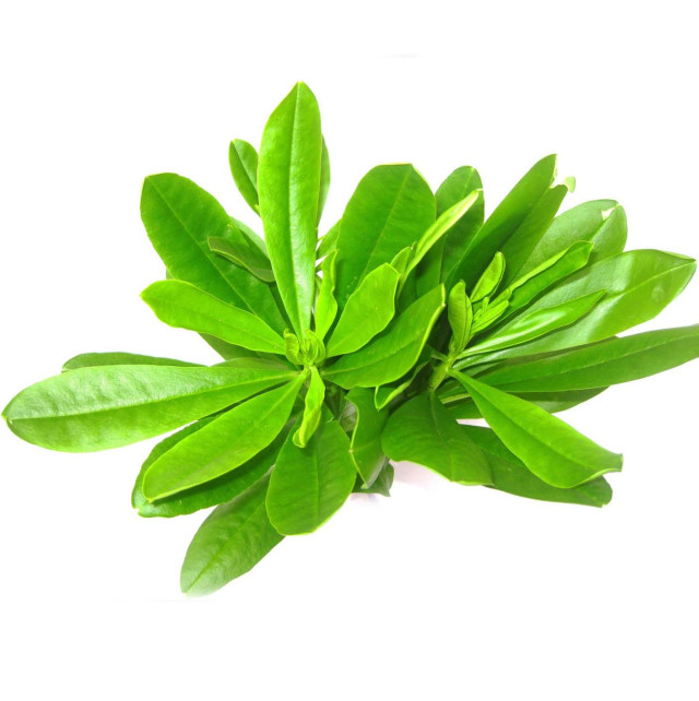 Philippine spinach lvs