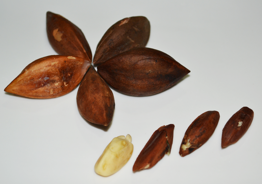 Pili nut