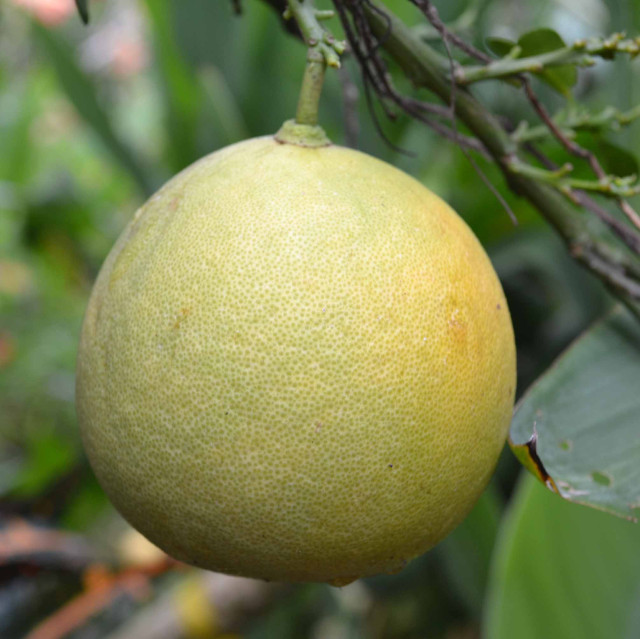 Pomelo