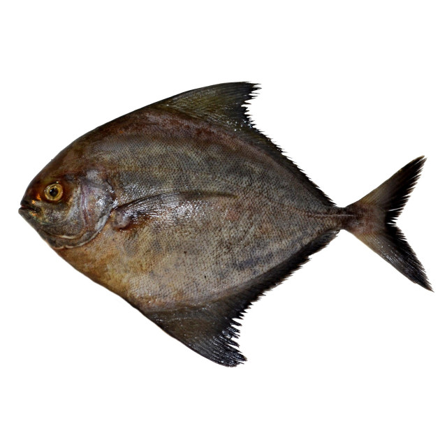 Pomfret, black