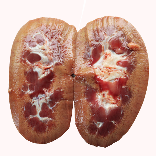 Pork kidney
