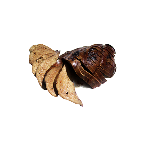 Pork liver, broiled