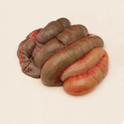 Pork, suckling, intestine, large