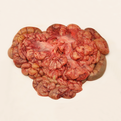 Pork, suckling, intestine, small