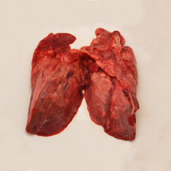 Pork, suckling, lung