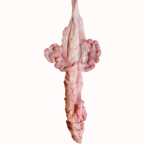 Pork uterus