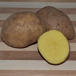 Potato