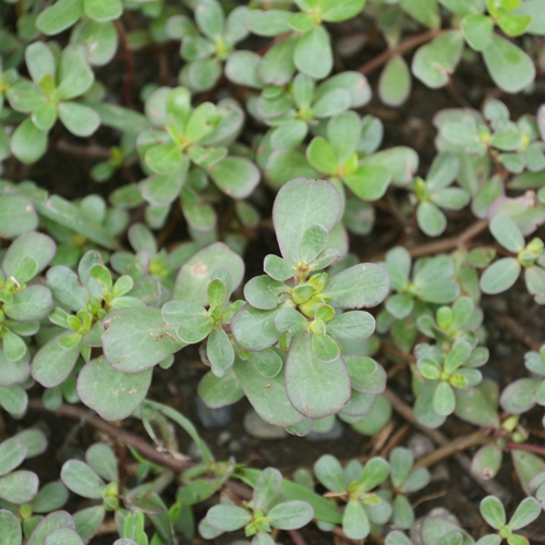 Purslane lvs