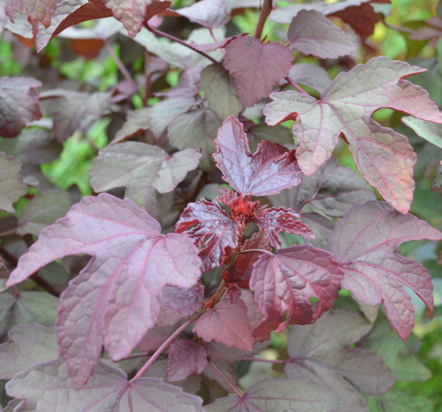 Roselle lvs