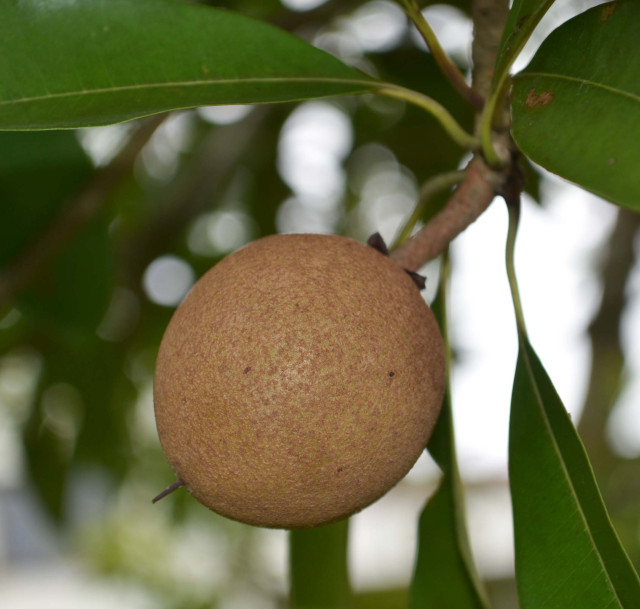 Sapodilla