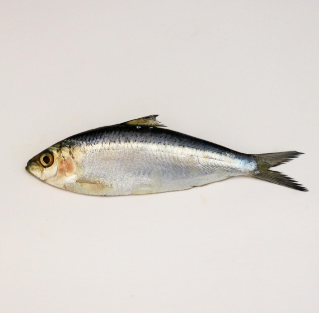 Sardine, bombon