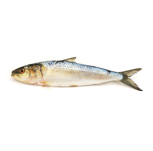 Sardine, Indian