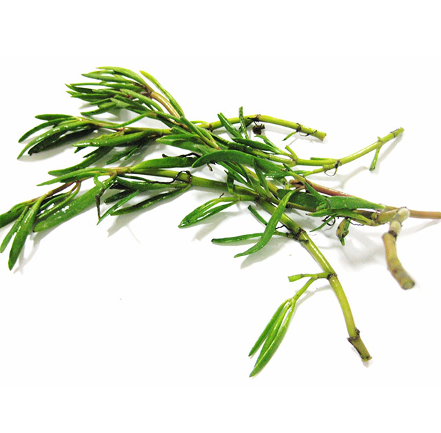 Sea purslane lvs