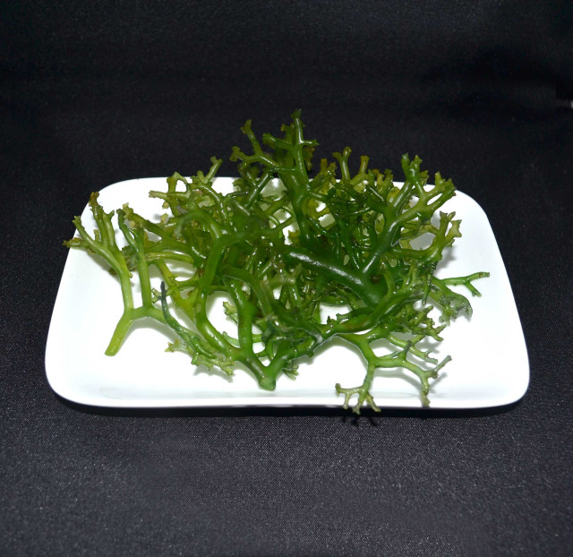 Seaweed, kulot