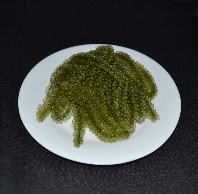 Seaweed, lato