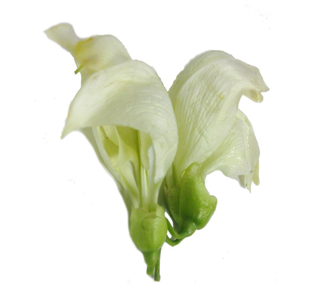 Sesbania flower