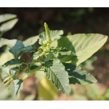 Slender/Spineless amaranth lvs